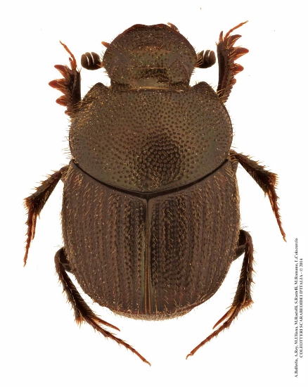 Onthophagus grossepunctatus