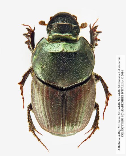 Onthophagus illyricus, femmina 