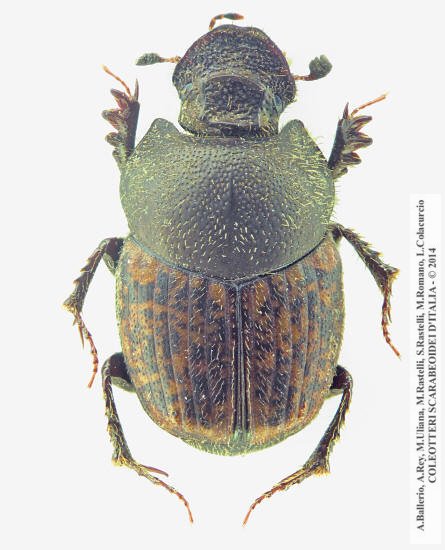 Onthophagus massai, femmina