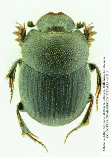 Onthophagus ovatus