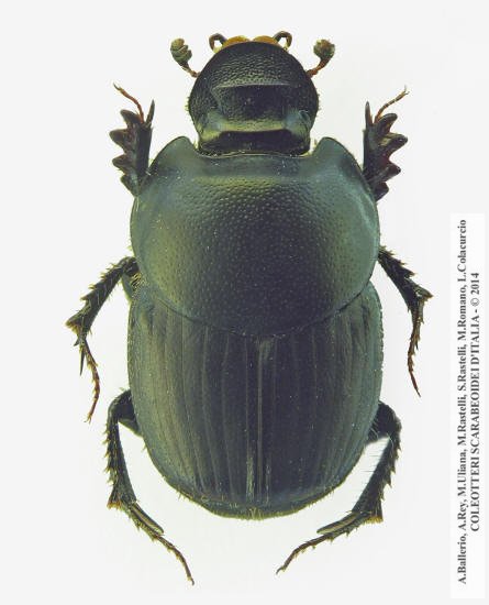 Onthophagus taurus, femmina