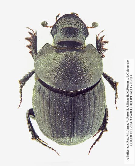 Onthophagus verticicornis, femmina