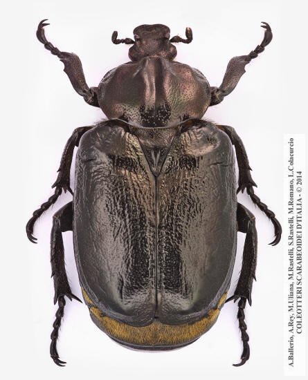 Osmoderma eremita, maschio 