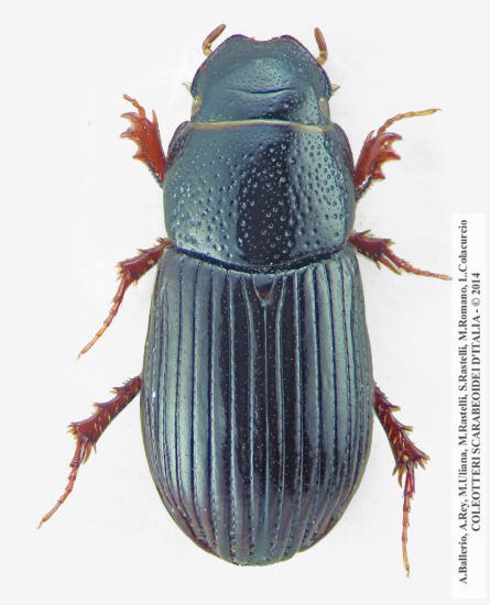 Plagiogonus arenarius