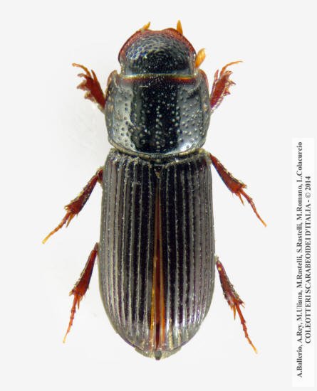 Pleurophorus caesus