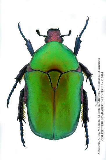 Protaetia cuprea cuprea