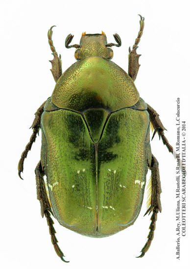 Protaetia fieberi fieberi