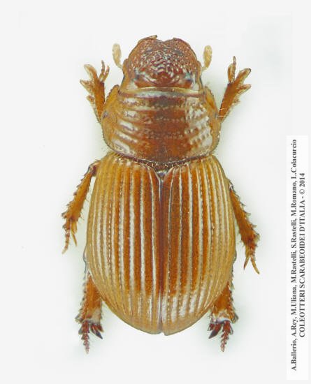 Psammodius nocturnus