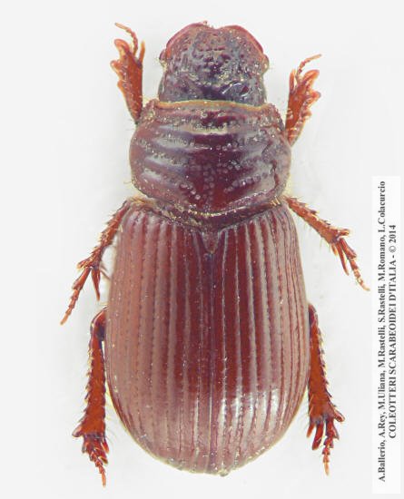 Psammodius plicicollis