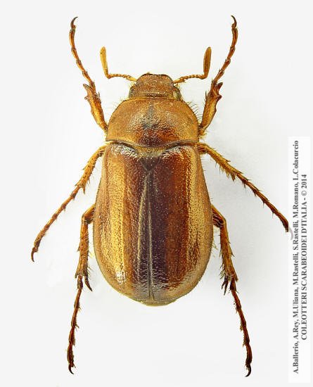 Rhizotrogus aestivus, maschio