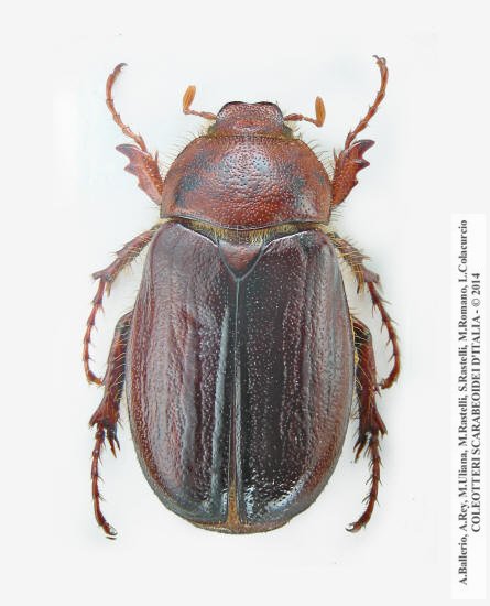 Rhizotrogus romanoi, femmina