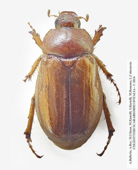 Rhizotrogus sassariensis, femmina