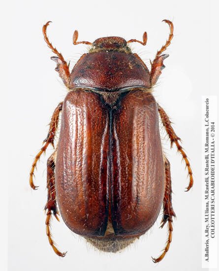 Rhizotrogus siculus, femmina