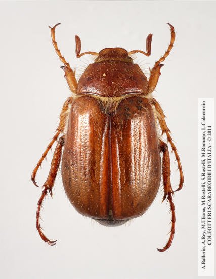 Rhizotrogus siculus, maschio