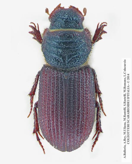 Rhyssemus germanus