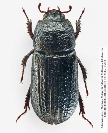 Sinodendron cylindricum, femmina 