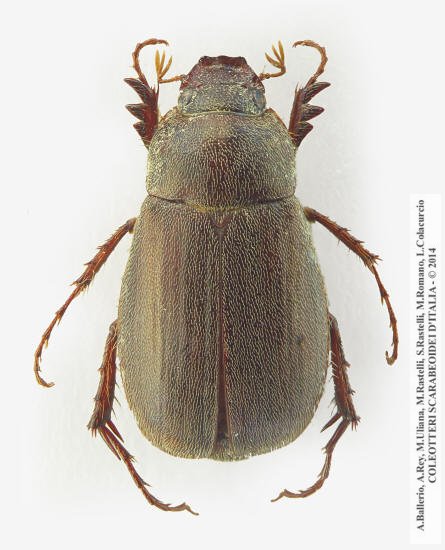 Triodontella sardoa, femmina 