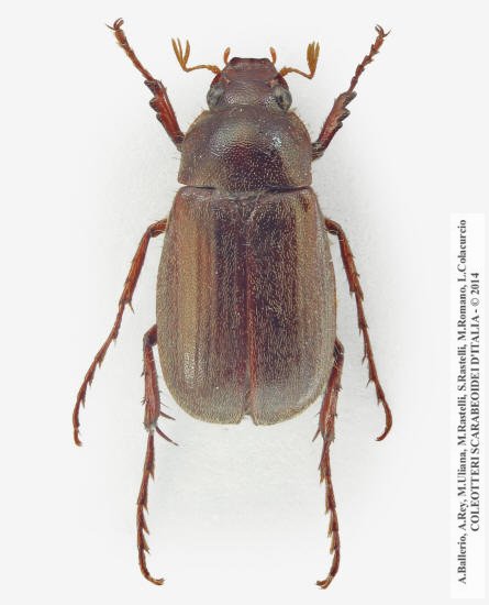 Triodontella sardoa, maschio