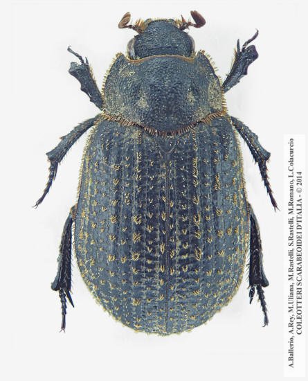 Trox cadaverinus