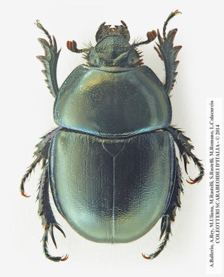 Trypocopris alpinus balcanicola, femmina 