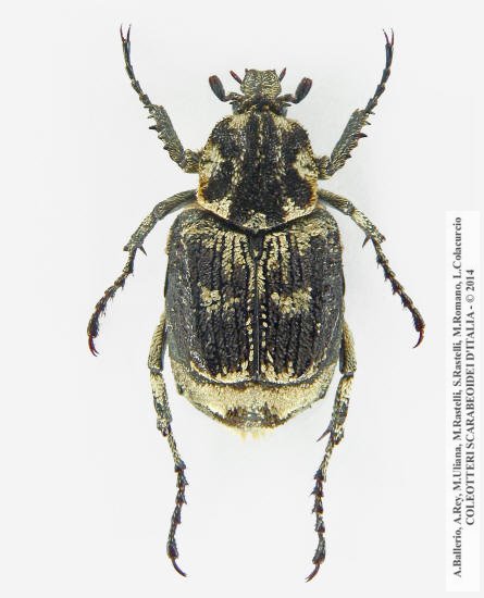 Valgus hemipterus, maschio