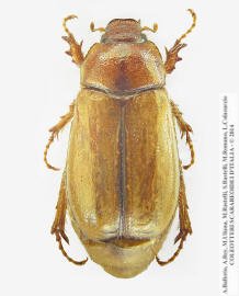 Amadotrogus vicinus, femmina 