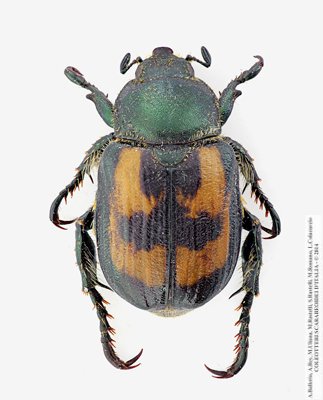 clicca per ingrandire