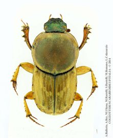 Euoniticellus fulvus, maschio