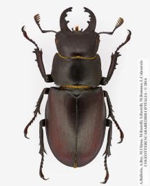 clicca per ingrandire