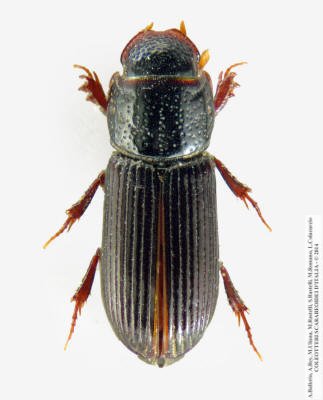 Pleurophorus caesus
