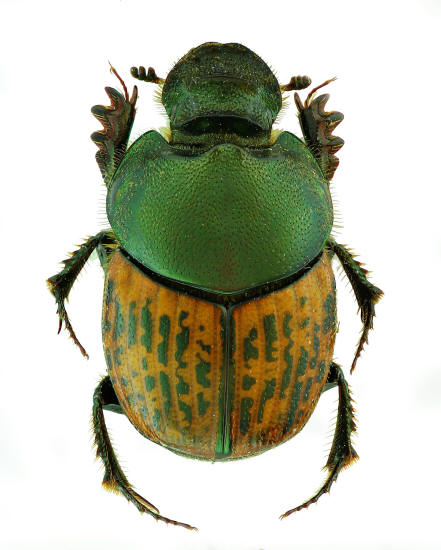 Onthophagus medius, femmina