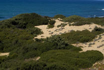 copia per ingrandire