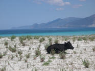 copia per ingrandire