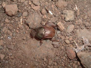 clcca per ingrandire