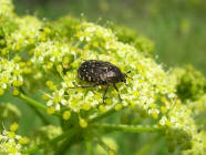 clicca per infrandire