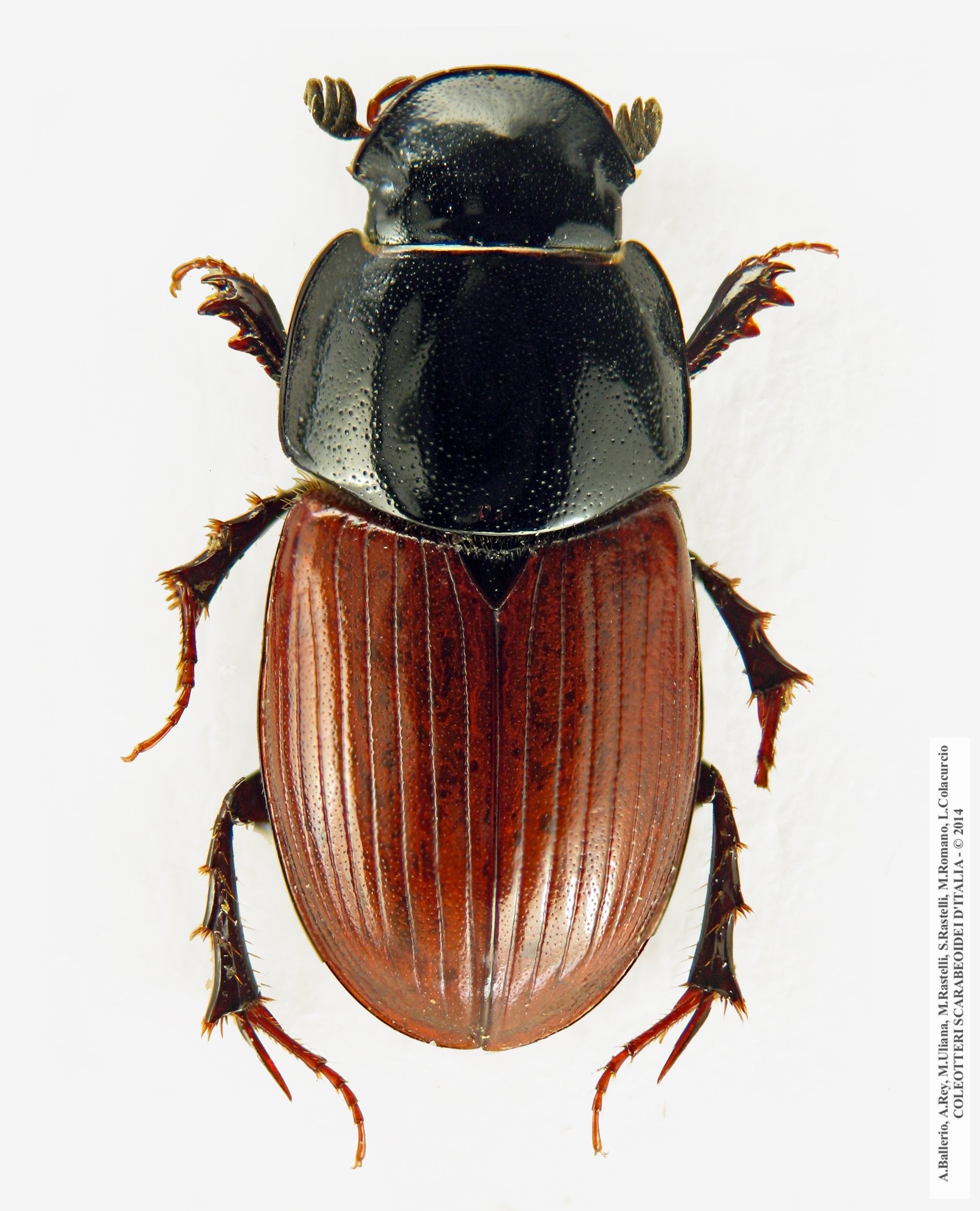 Acrossus depressus, forma typica