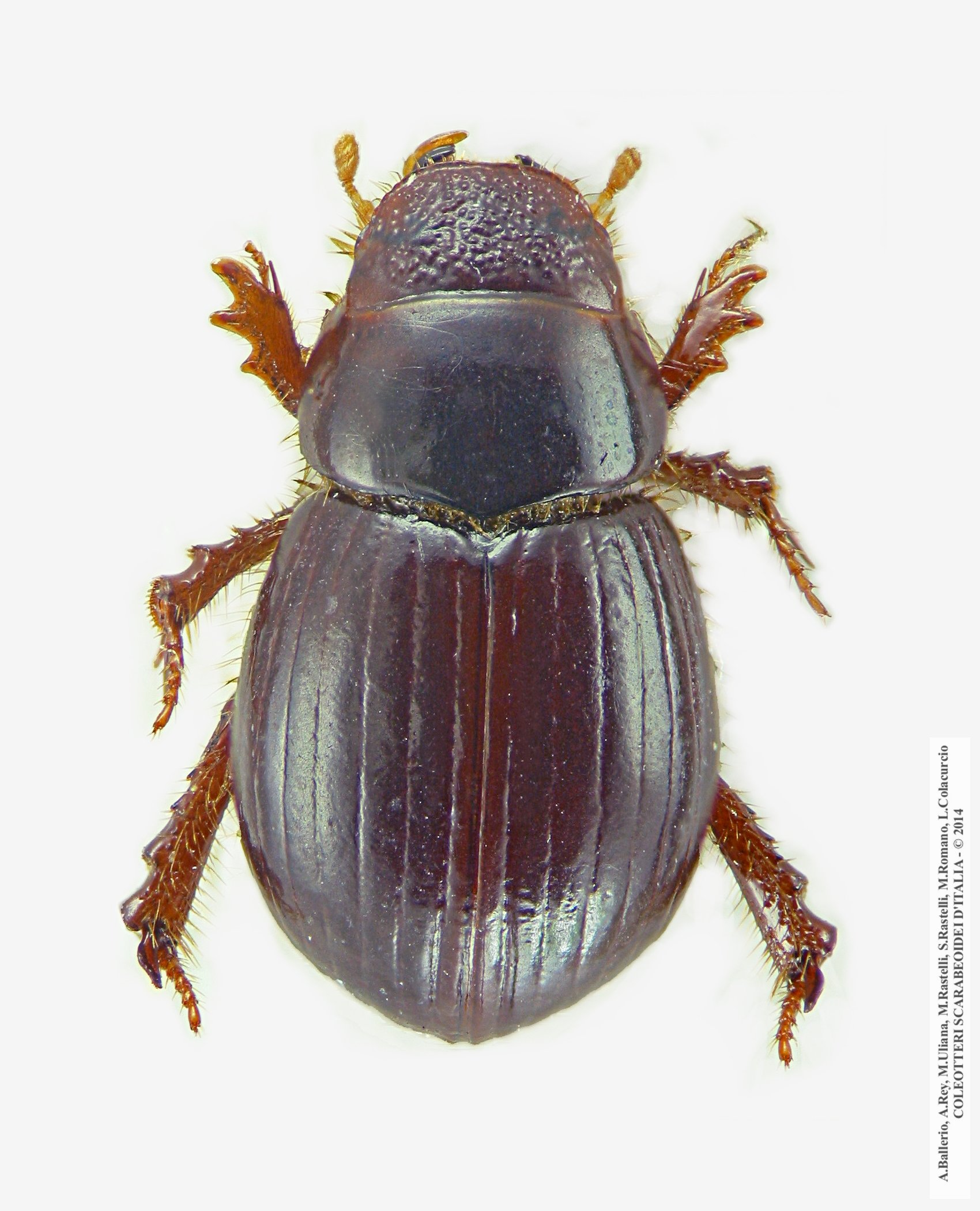 Aegialia arenaria