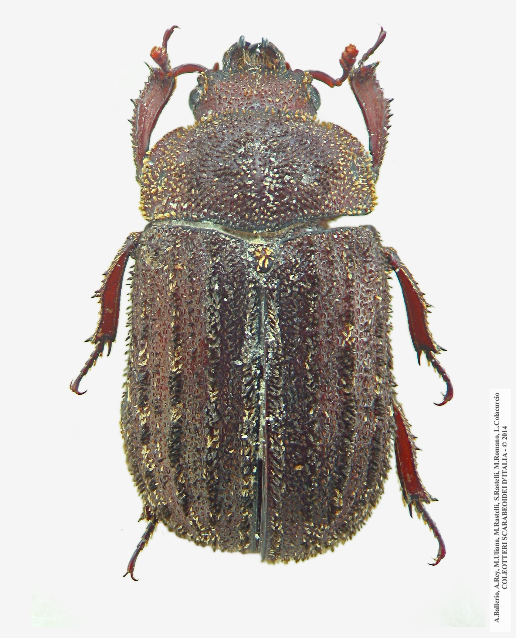 Aesalus scarabaeoides siculus