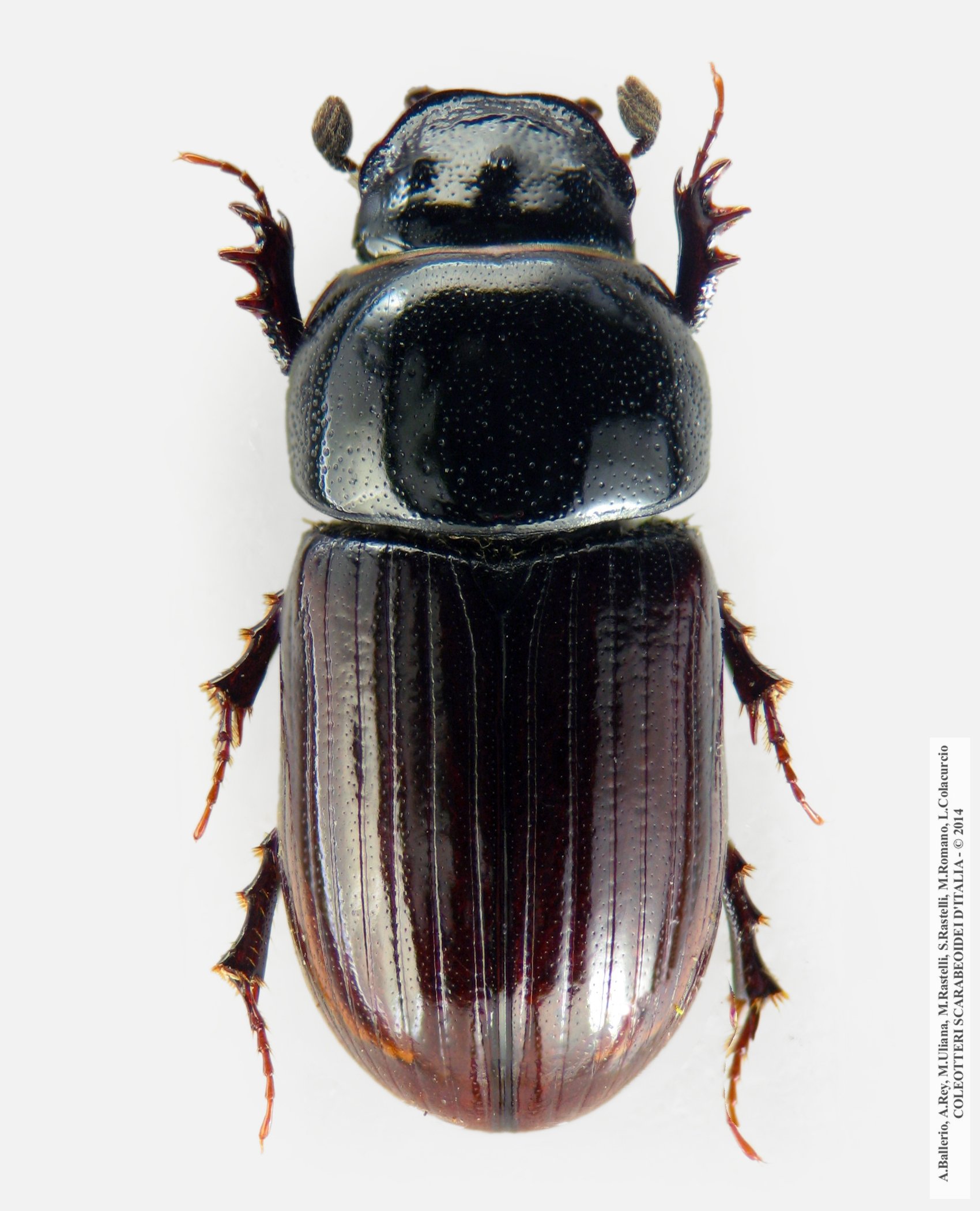 Agrilinus constans, maschio