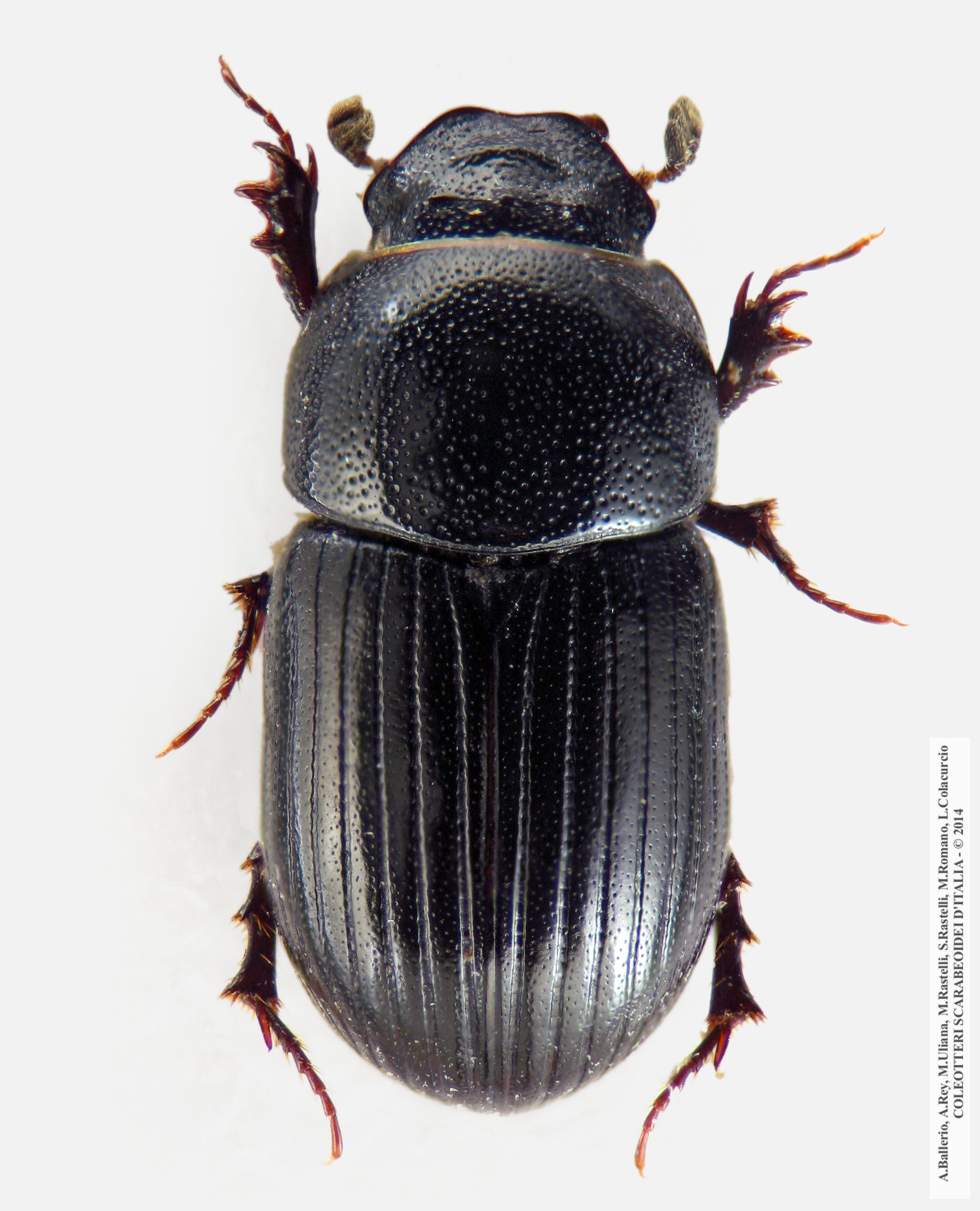 Agrilinus convexus