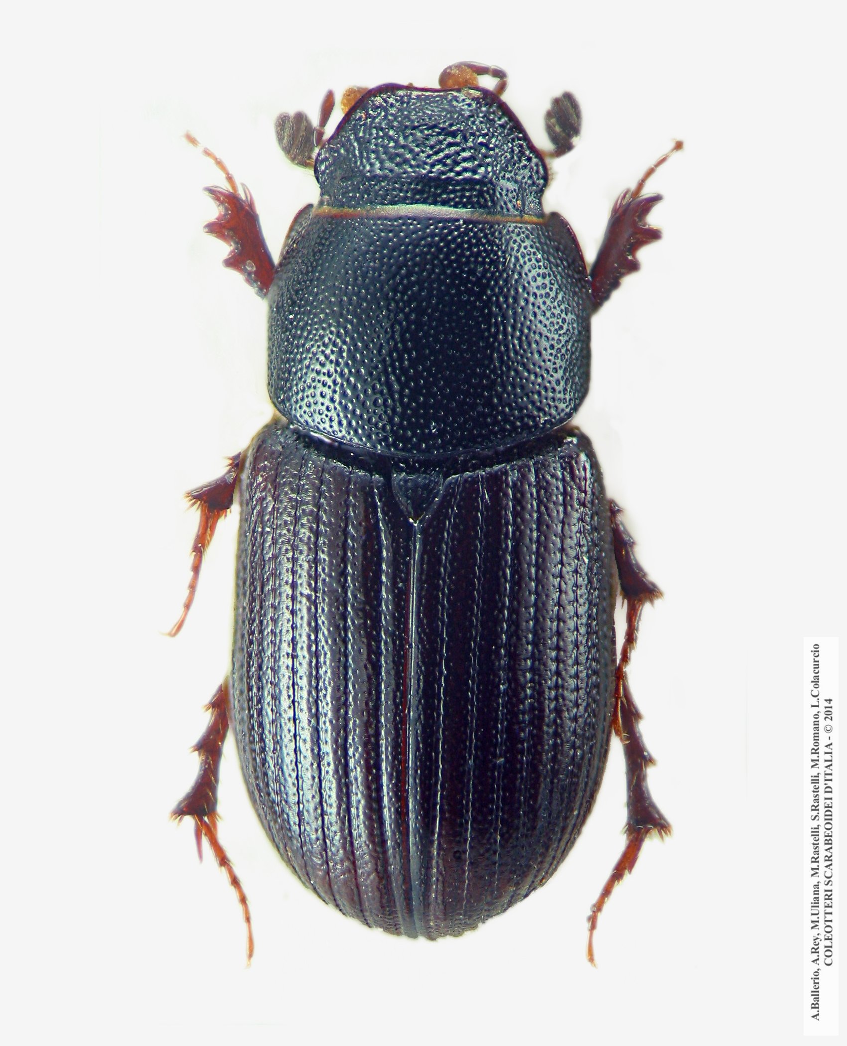 Agrilinus ibericus, femmina