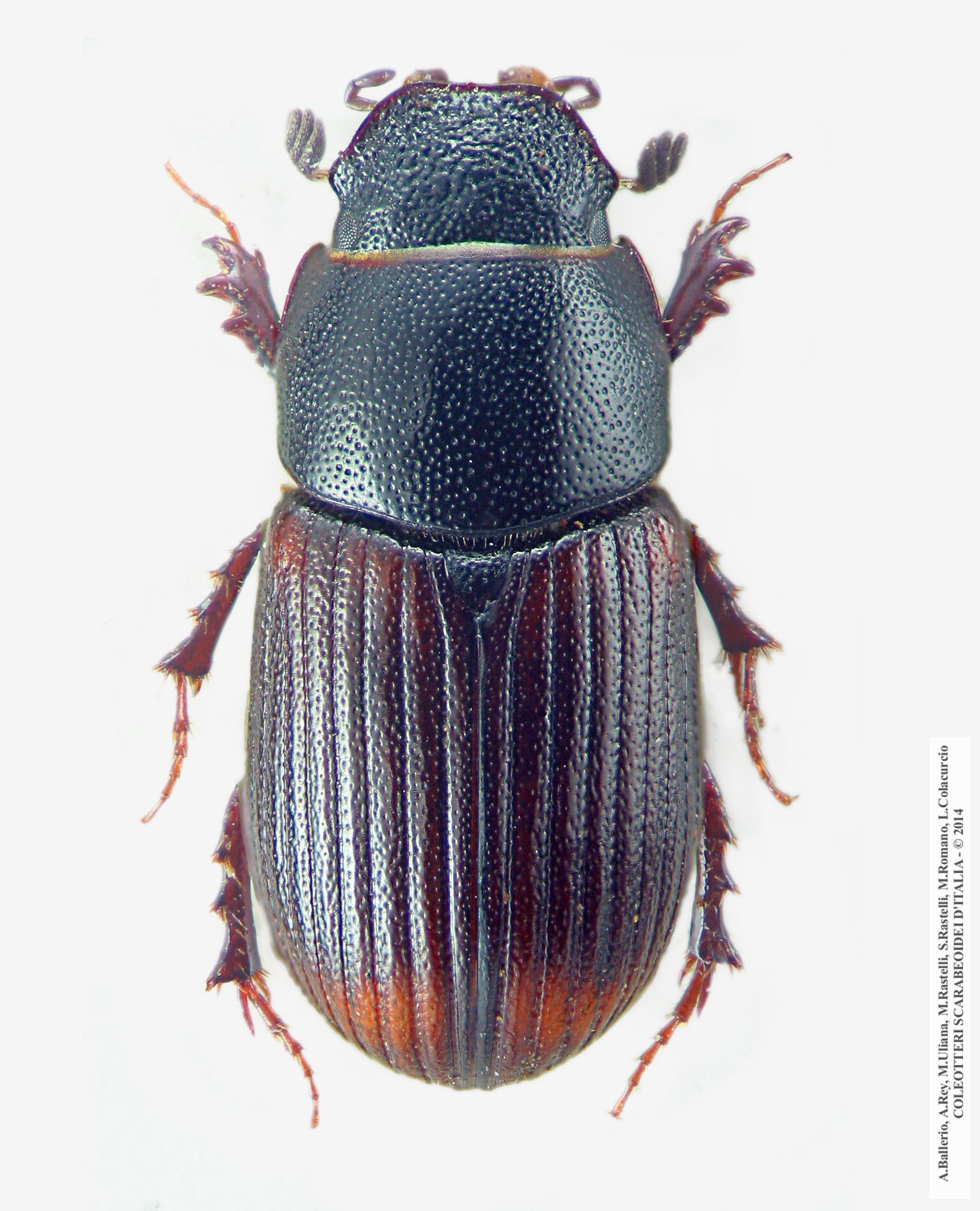 Agrilinus ibericus, maschio