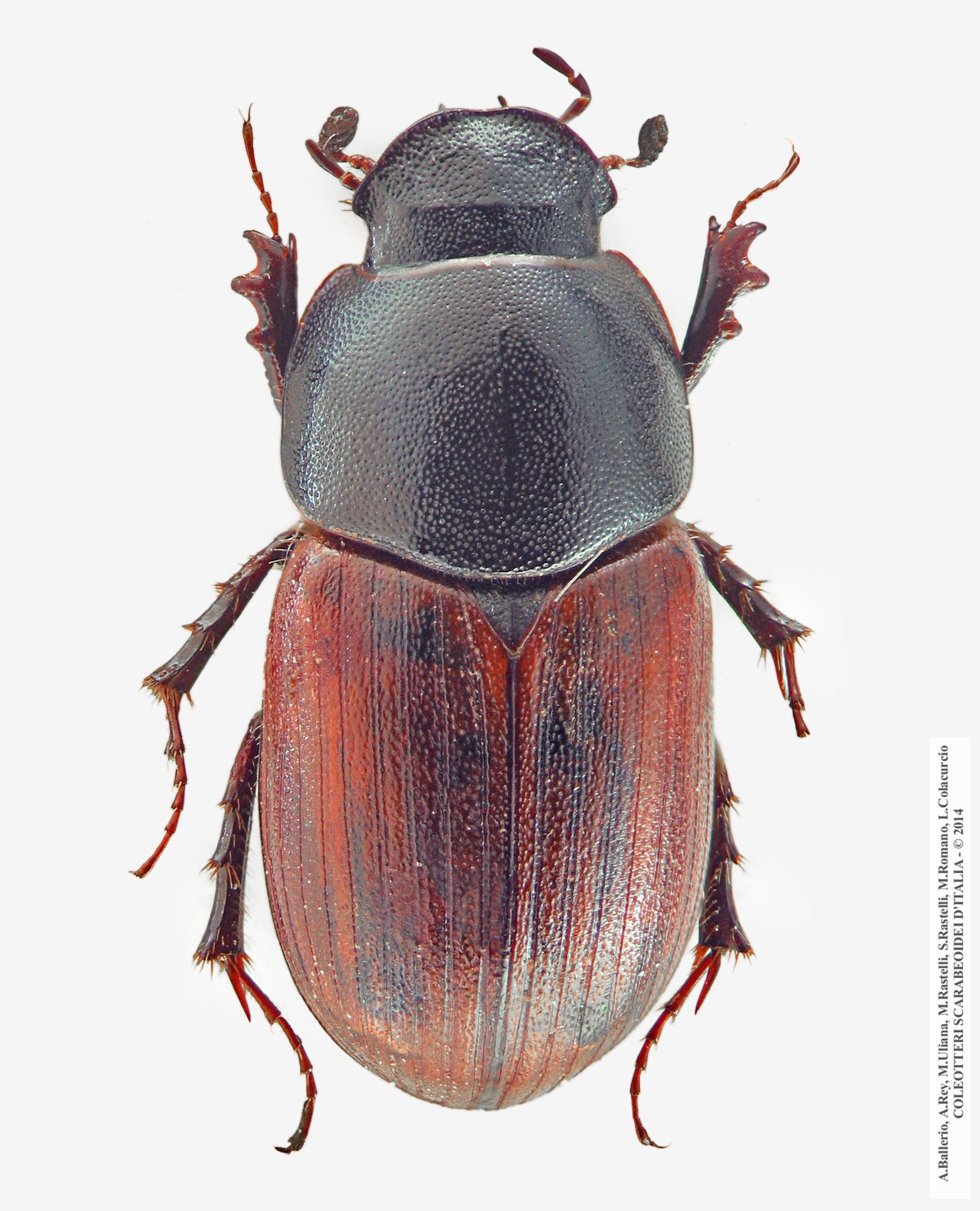 Amidorus cribrarius