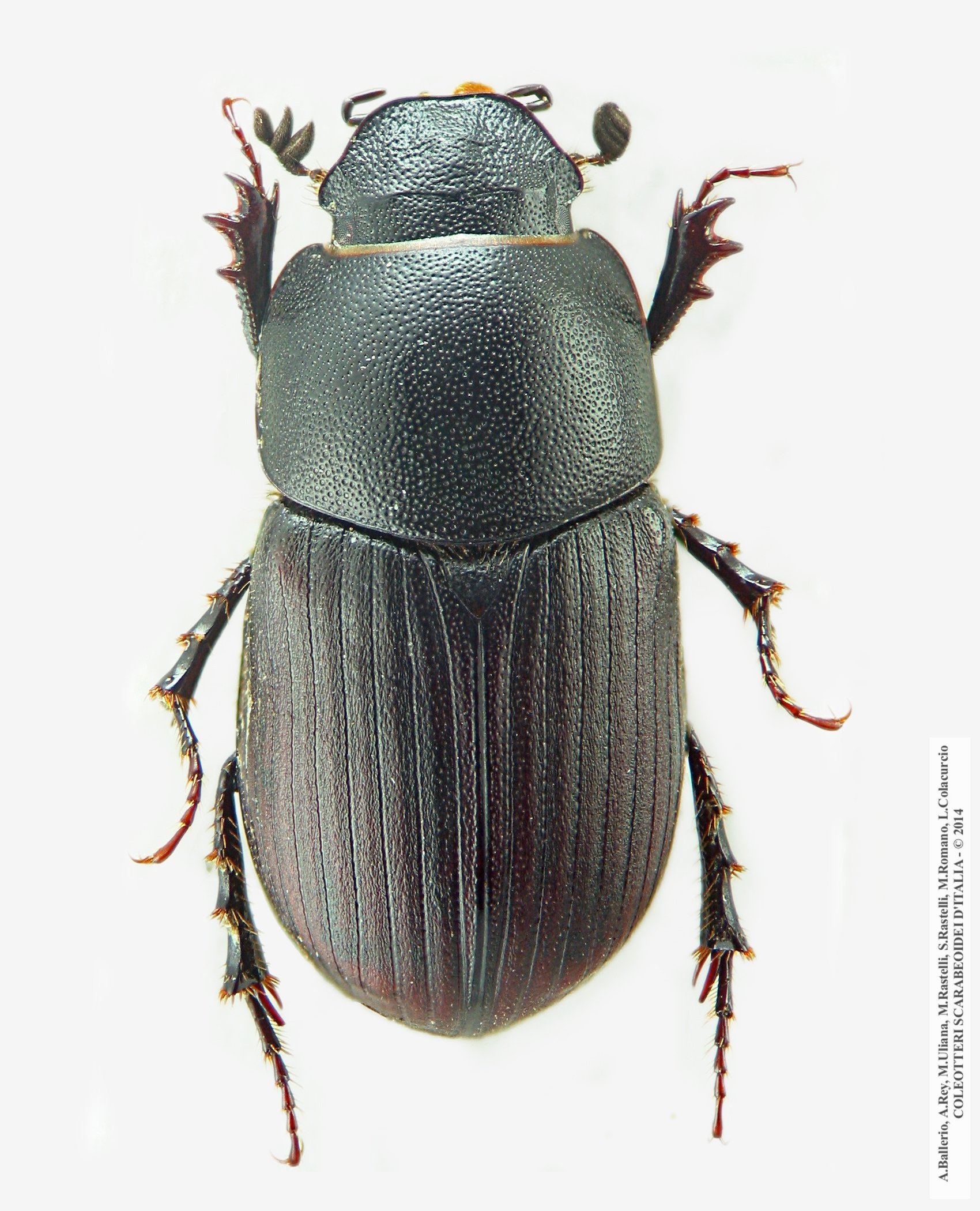 Amidorus obscurus obscurus