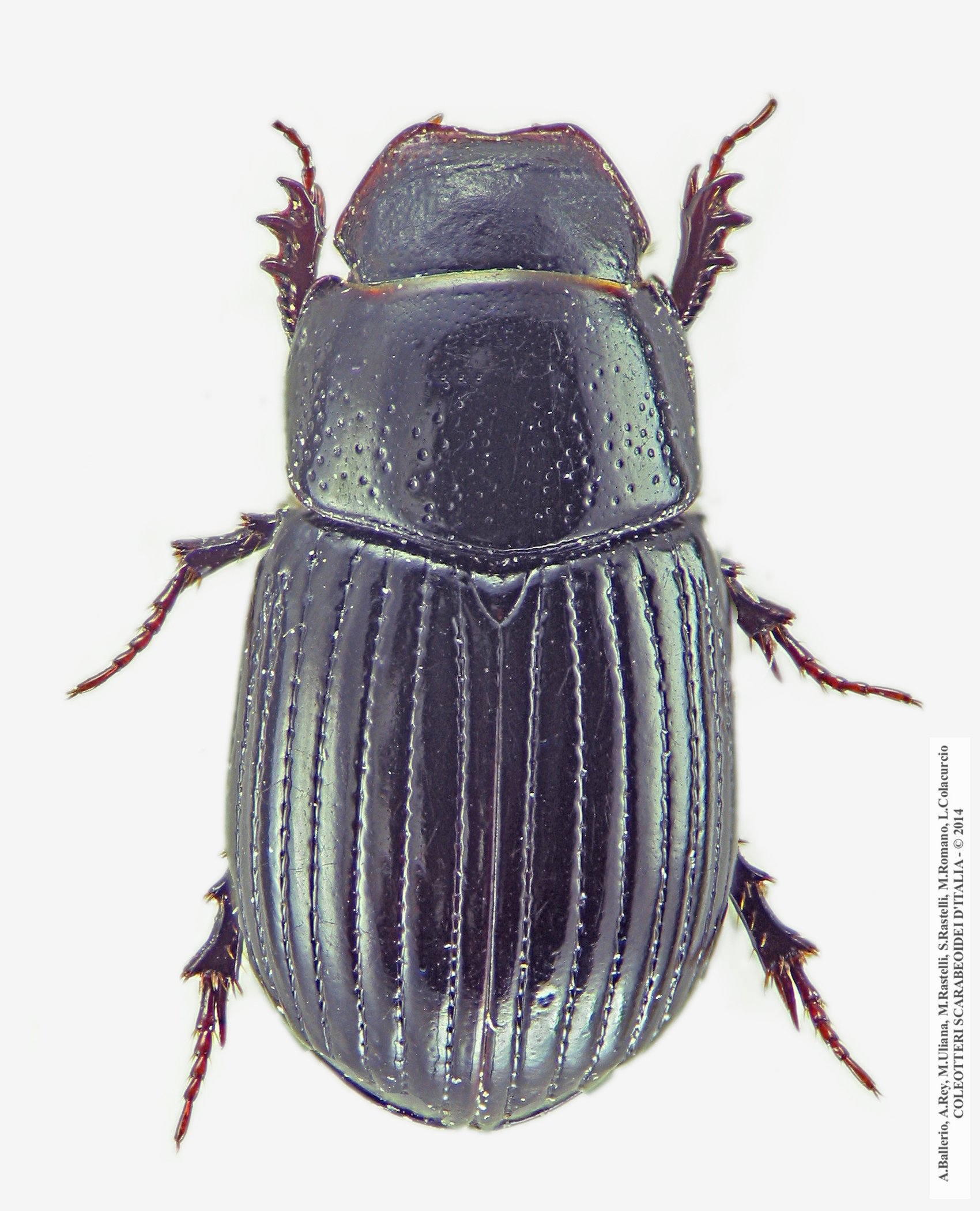 Ammoecius brevis