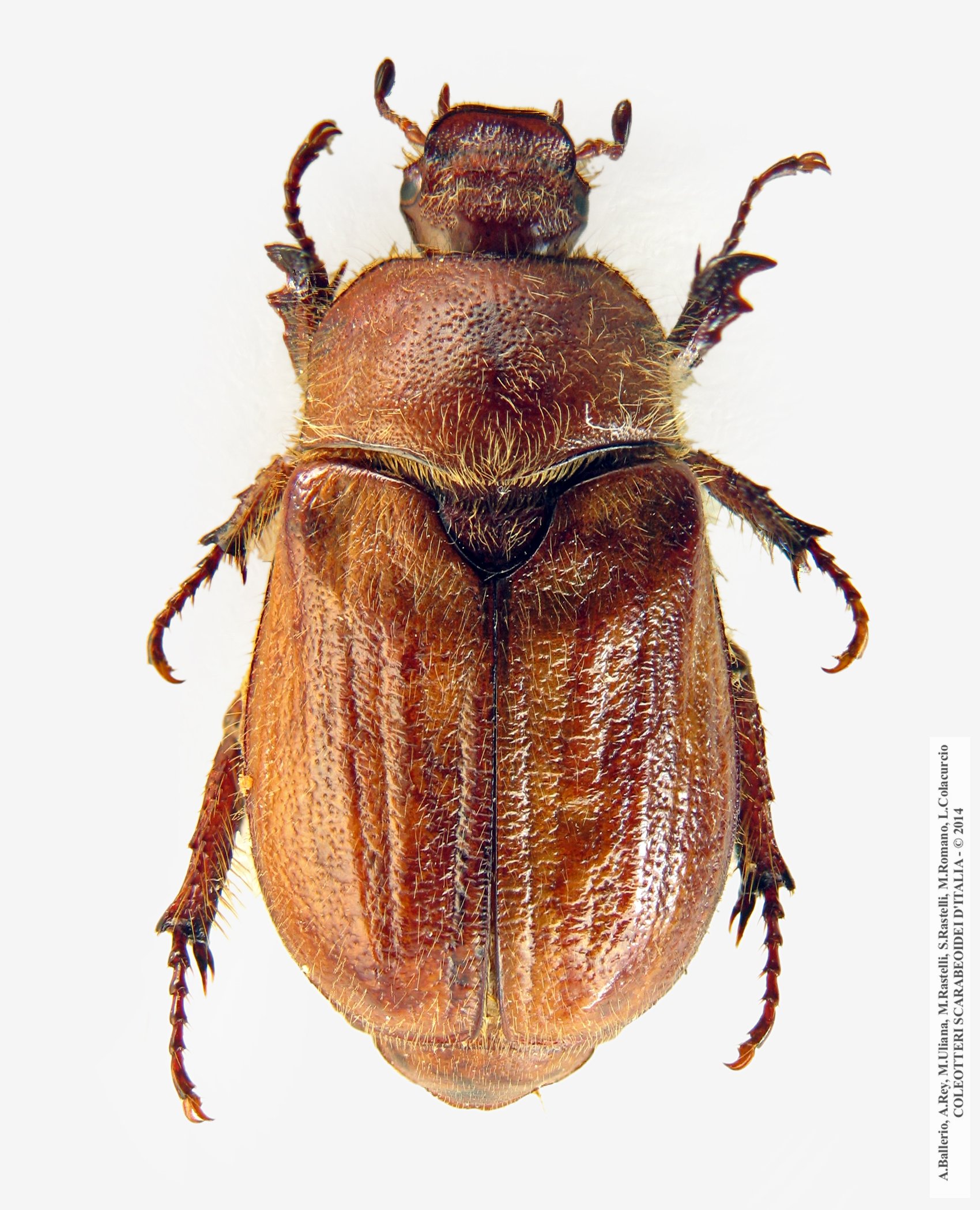 Amphimallon fuscum, femmina