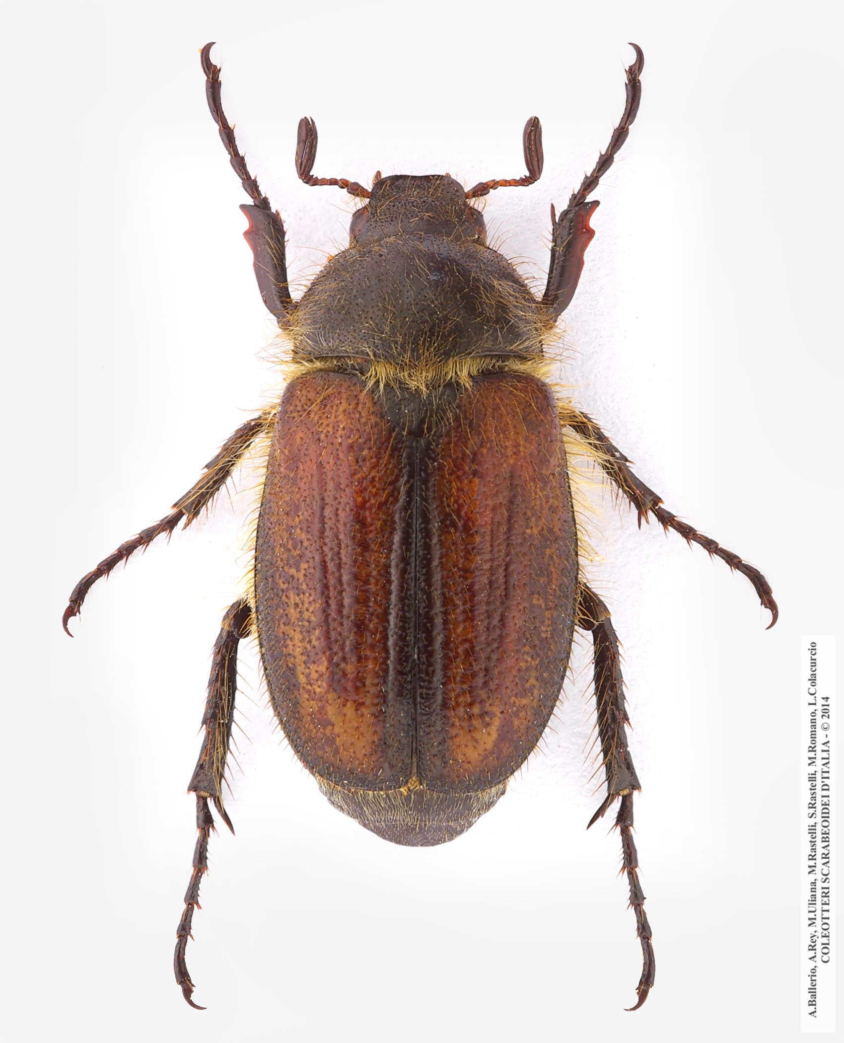 Amphimallon fuscum, maschio