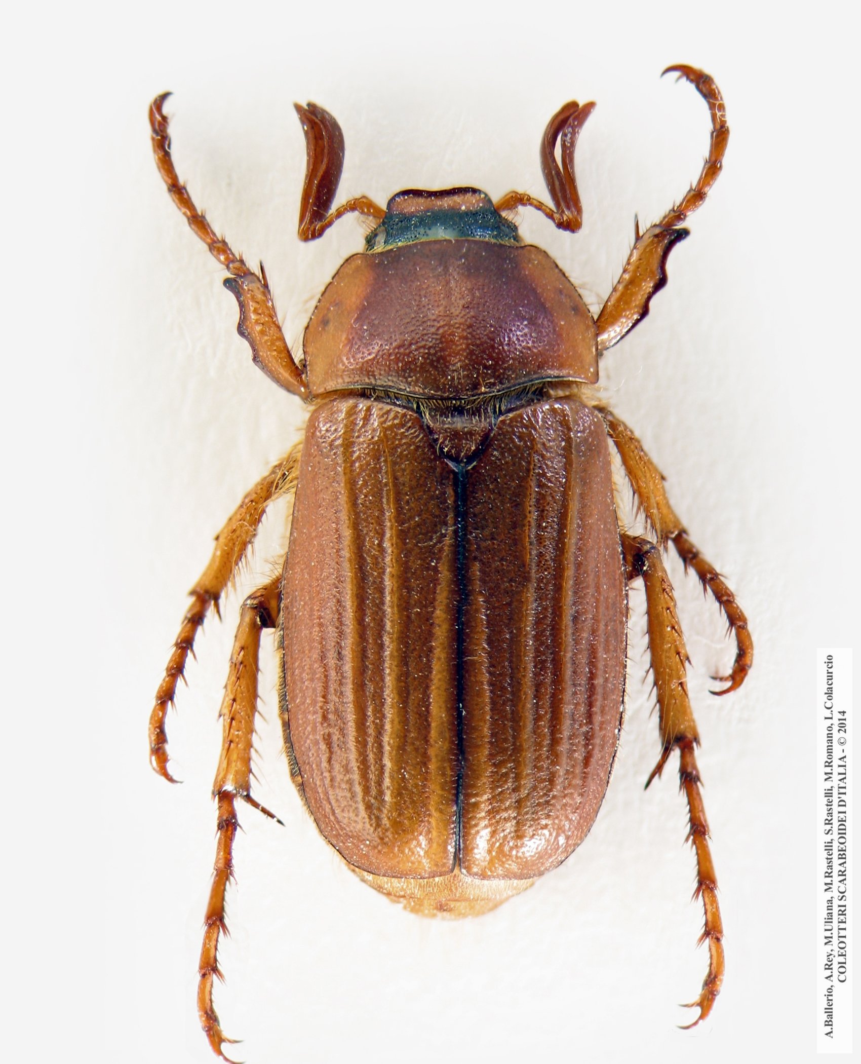 Amphimallon gianfranceschii, maschio