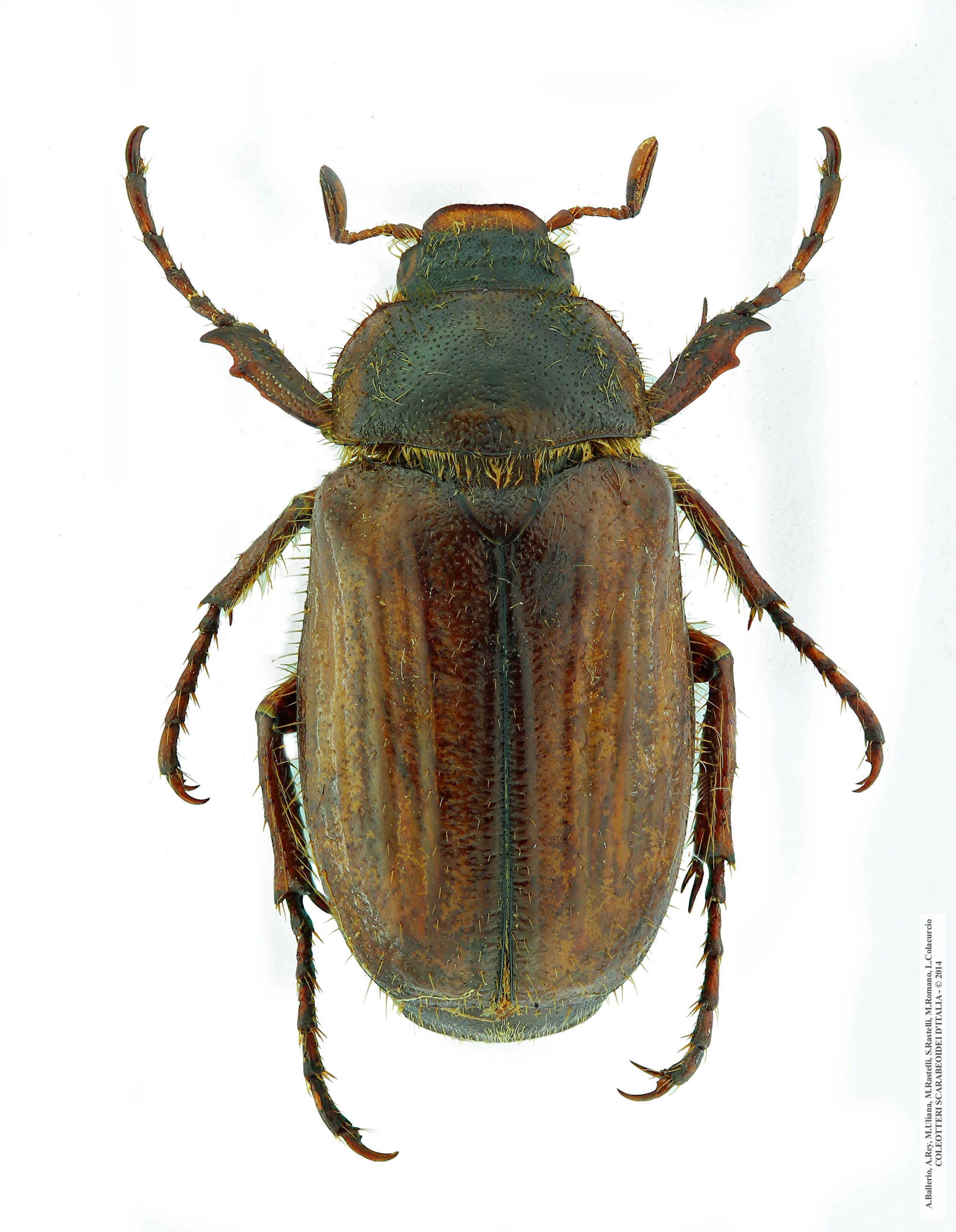 Amphimallon ochraceum, maschio 