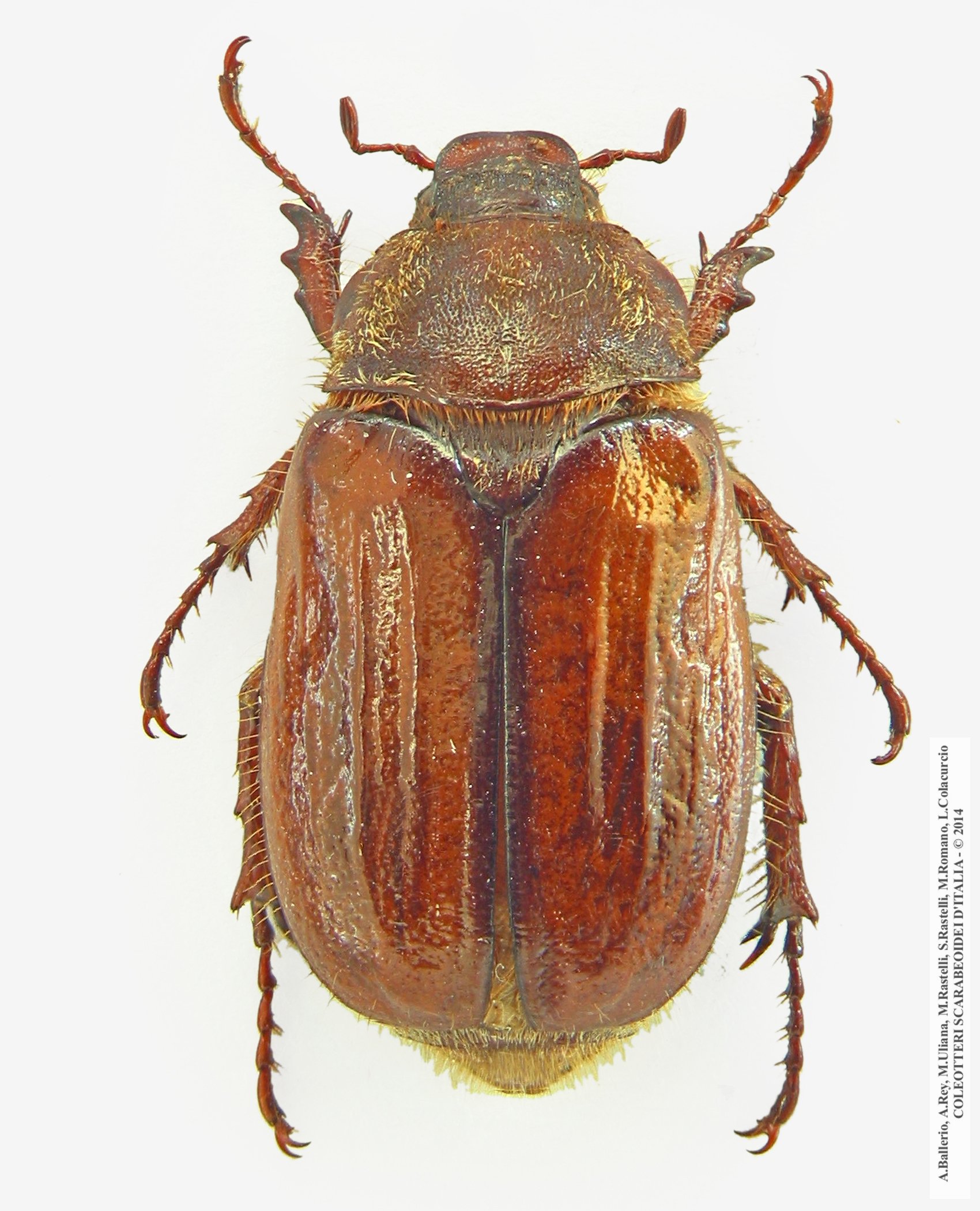 Amphimallon solstitiale solstitiale, femmina 